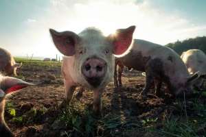 APIA: Sprijin financiar de peste 38,7 milioane lei pentru crescătorii de animale